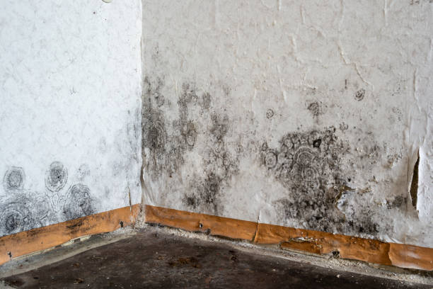 Water damage restoration mold remediation in Rural Hill, TN